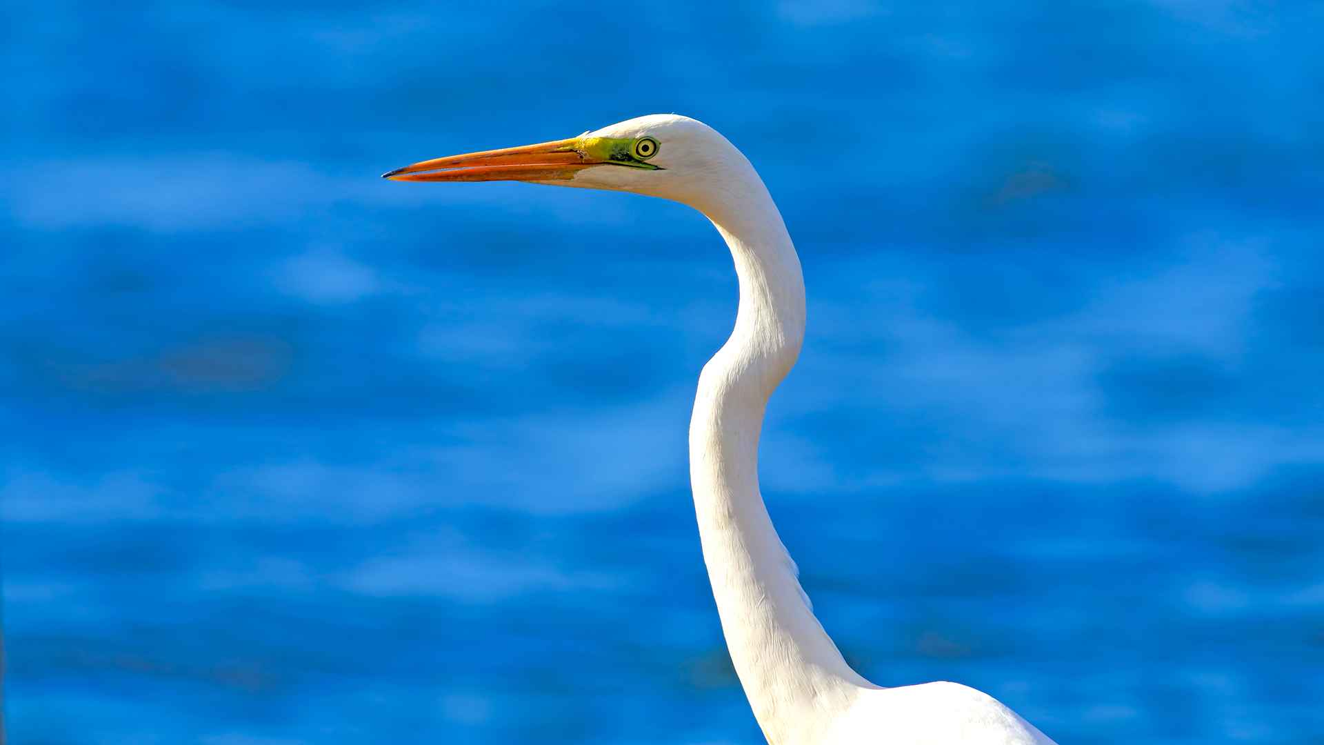 Great Egret